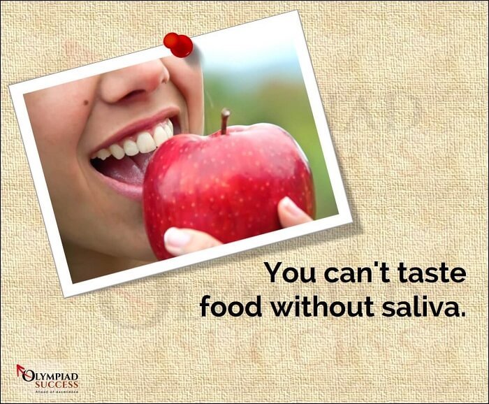 Food and Saliva